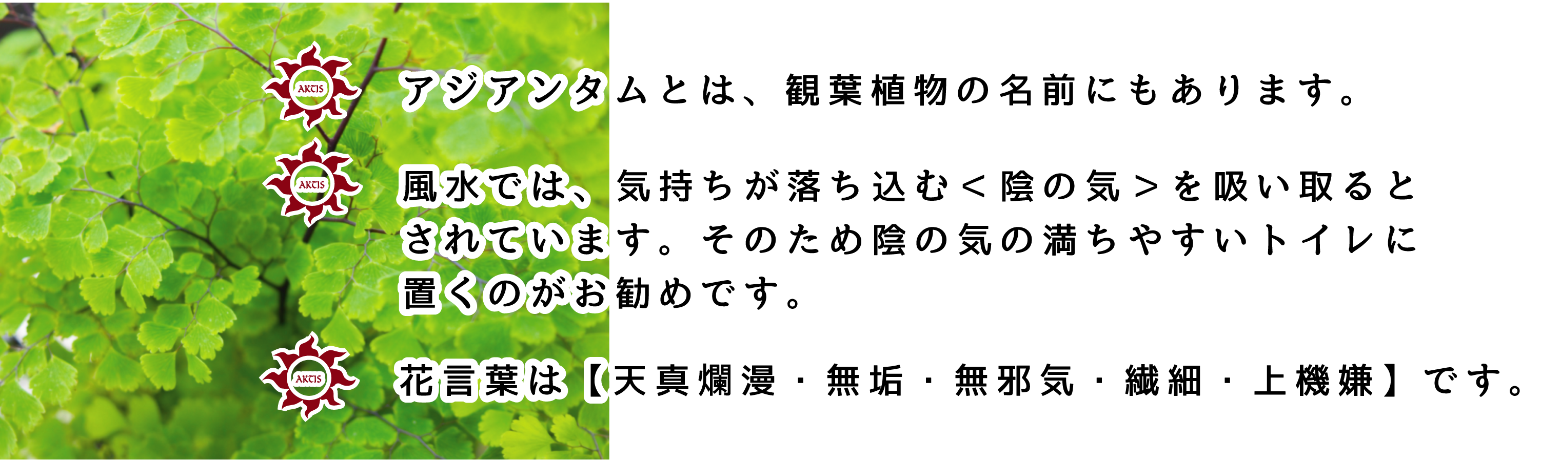 デリケートゾーン専用ローションASIANTUM(アジアンタム)