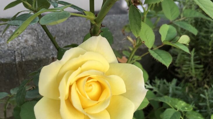 サロンのお庭に黄色のバラ（シン・セシア）