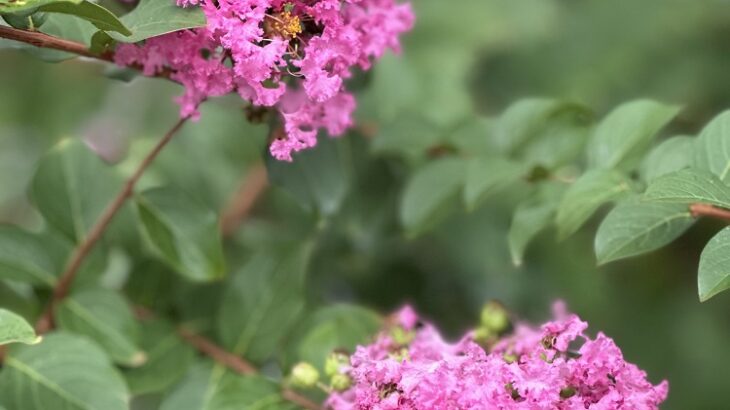 大人気の百日紅（シン・セシア）