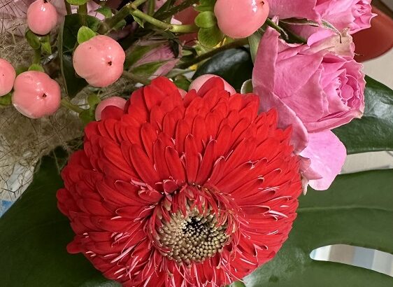 今月の花（シン・セシア）
