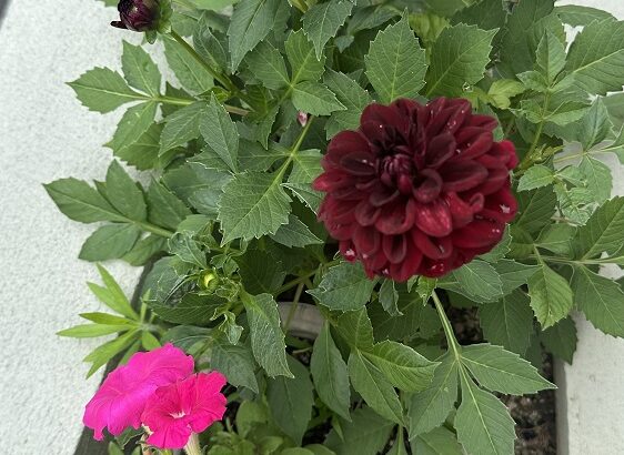お庭に綺麗なお花（シン・セシア）