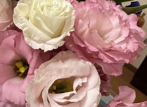 今月の花（シン・セシア）