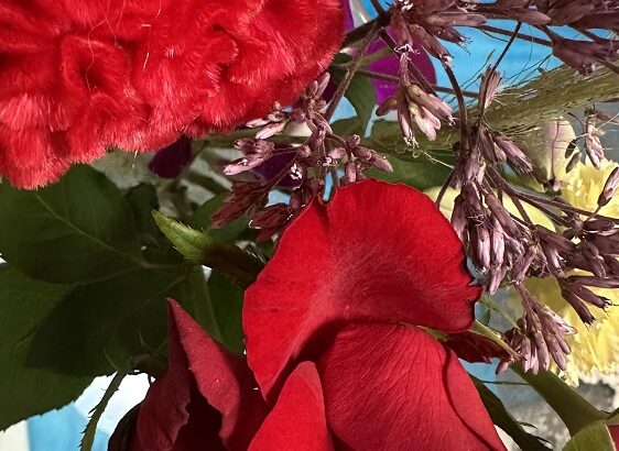 今月の花（シン・セシア）