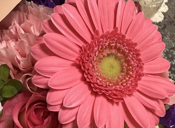 クリスマス前のお花（シン・セシア）