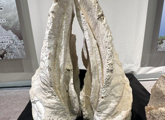 パワー石・神秘的な石（シン・セシア）