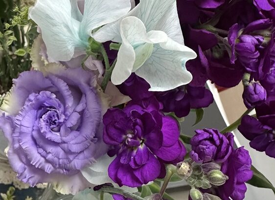 今月の花達（シン・セシア）