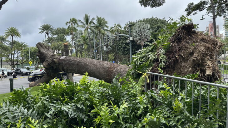 着物ドレスの仲間達（シン・セシア）